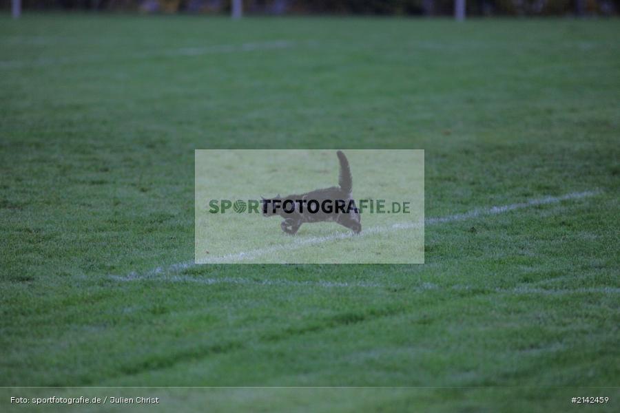 Zuschauer, Katze, Fussball, Adelsberg, Wernfeld, FV Wernfeld Adelsberg, TSV Gambach - Bild-ID: 2142459