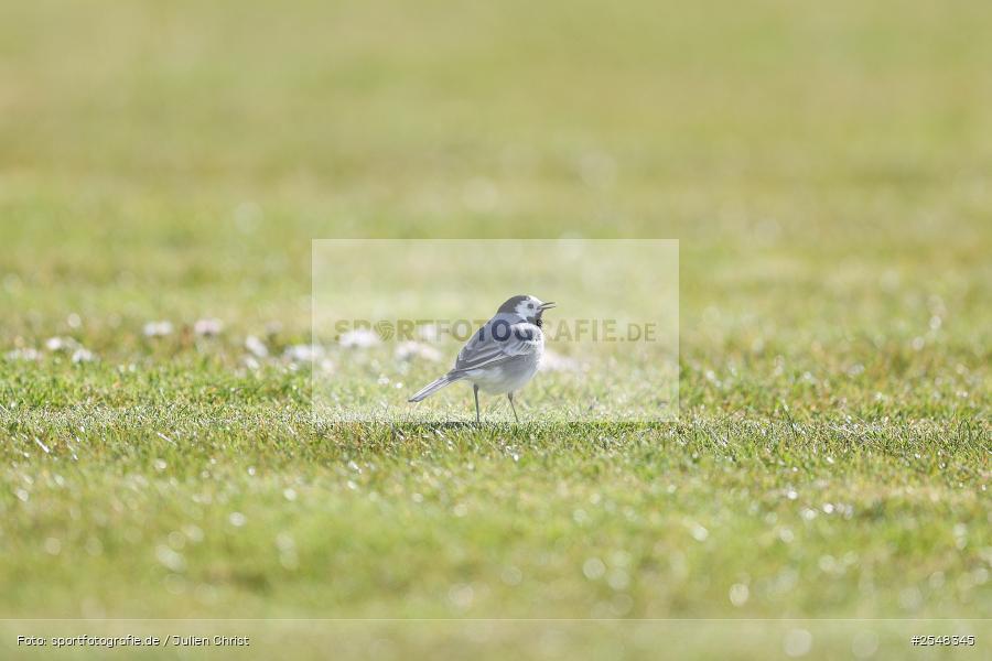 sport, Schömig Digitaldruck Arena, Rimpar, Landesliga Nordwest, Fussball, BFV, ASV Rimpar, 29.03.2026, 27. Spieltag, 1. FC Lichtenfels - Bild-ID: 2548345