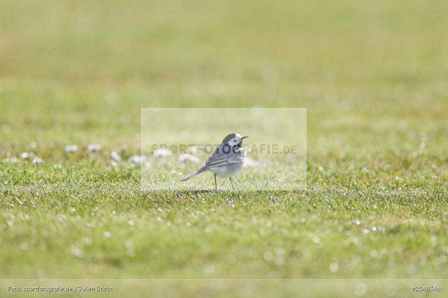 sport, Schömig Digitaldruck Arena, Rimpar, Landesliga Nordwest, Fussball, BFV, ASV Rimpar, 29.03.2026, 27. Spieltag, 1. FC Lichtenfels - Bild-ID: 2548346