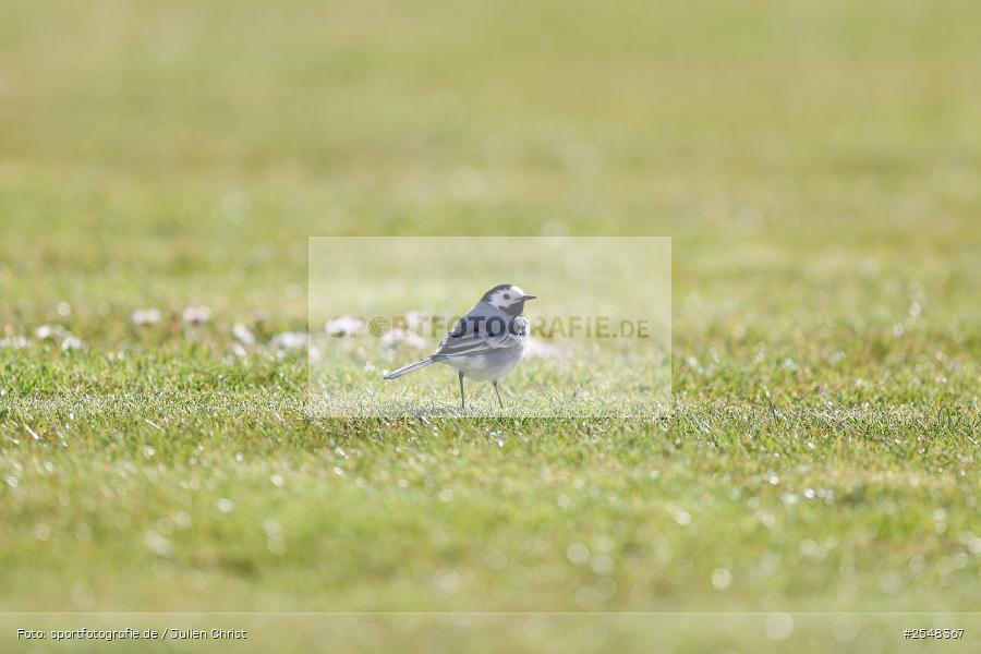 sport, Schömig Digitaldruck Arena, Rimpar, Landesliga Nordwest, Fussball, BFV, ASV Rimpar, 29.03.2026, 27. Spieltag, 1. FC Lichtenfels - Bild-ID: 2548367