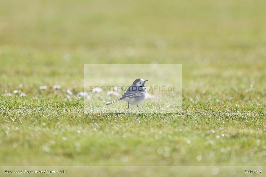 sport, Schömig Digitaldruck Arena, Rimpar, Landesliga Nordwest, Fussball, BFV, ASV Rimpar, 29.03.2026, 27. Spieltag, 1. FC Lichtenfels - Bild-ID: 2548369